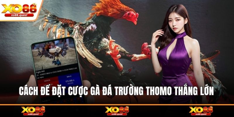 Cách để đặt cược gà đá trường thomo thắng lớn 